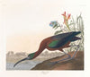 Glossy ibis