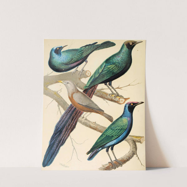 Glossy Starlings, Malabar Mynah by W. A . Blakston