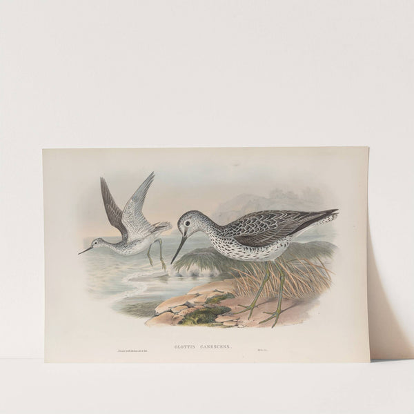 Glottis canescens. Greenshank. (1862-1873) by John Gould