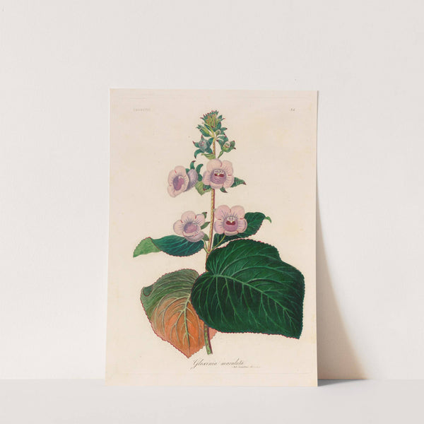 Gloxinia maculata (1818-1824) by Gaetano Savi