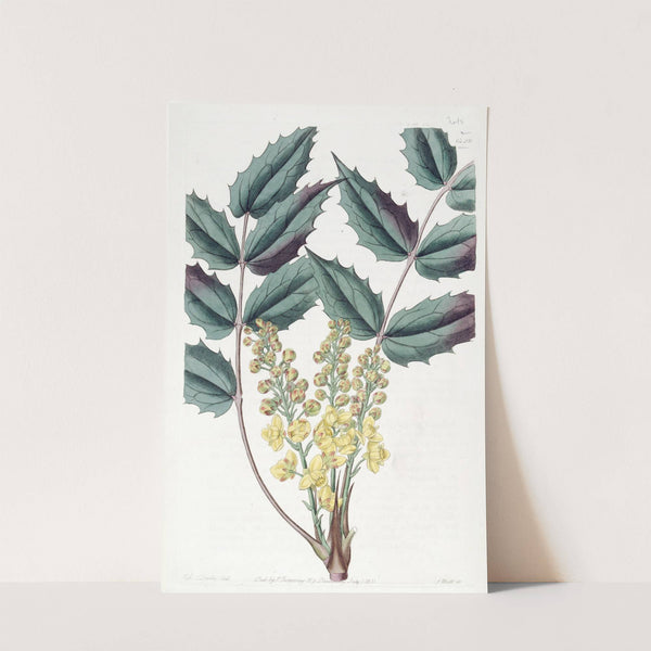 Glumaceous Berberry by Sydenham Edwards