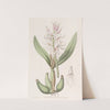 Glumaceous Epidendrum by Sydenham Edwards