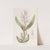 Glumaceous Epidendrum by Sydenham Edwards