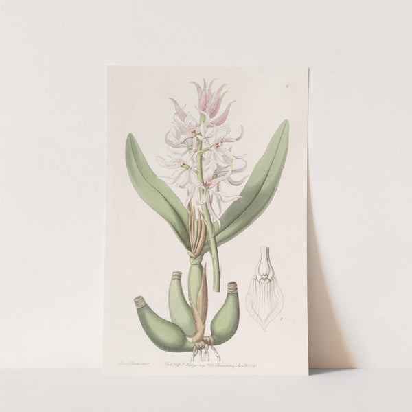 Glumaceous Epidendrum by Sydenham Edwards