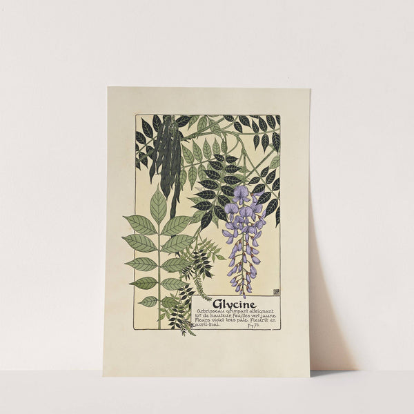 Glycine by Maurice Pillard Verneuil
