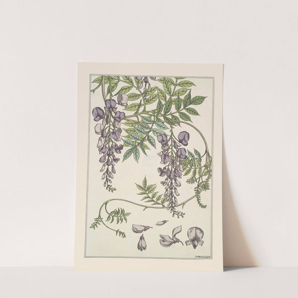 Glycine by Maurice Pillard Verneuil