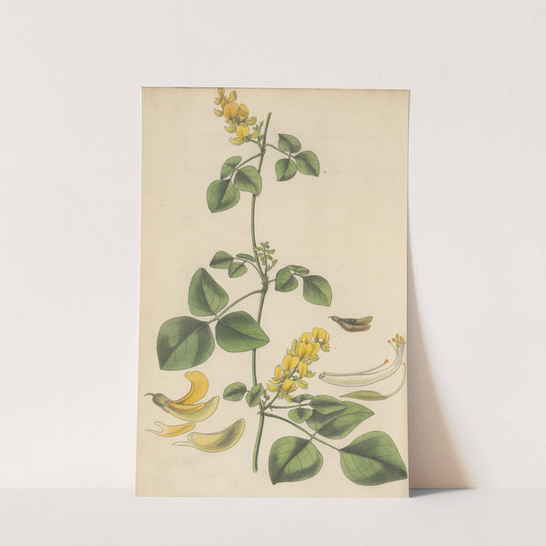 Glycine mollis by William Jackson Hooker