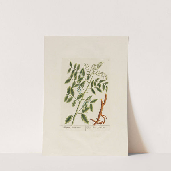 Glycyrrhiza glabra (1797–1810) by Petr Martynovich Gofman