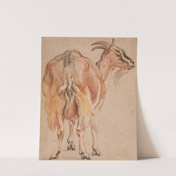 Goat by Jacob Jordaens