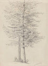 Goat Grazing near Two Trees (1858)