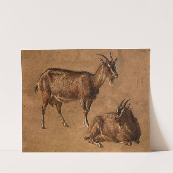 Goats by Andre Plumot