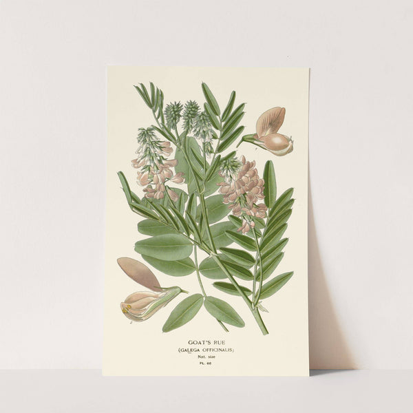 Goat’s Rue (1896-1897) by Edward Step