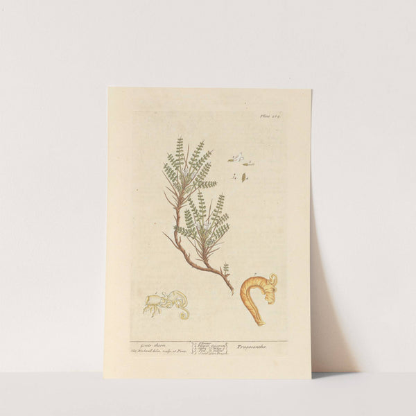 Goats-thorn by Elizabeth Blackwell