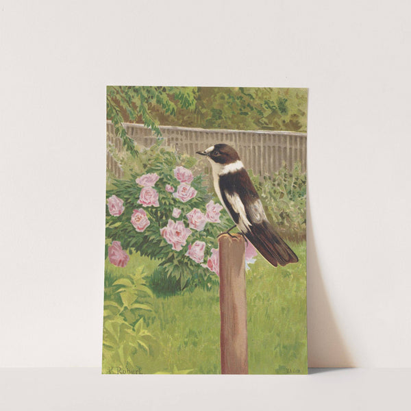 Gobe-Mouches a Collier by Léo-Paul Robert