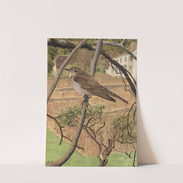 Gobe-Mouches Gris by Léo-Paul Robert