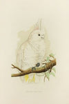 Goffin’s Cockatoo (1884-1887)