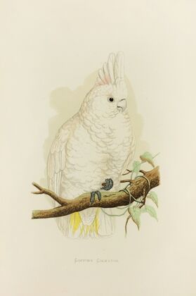 Goffin’s Cockatoo (1884-1887)