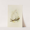 Goffin’s Cockatoo (1884-1887) by Alexander Francis Lydon