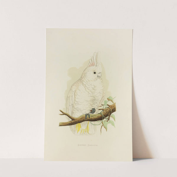 Goffin’s Cockatoo (1884-1887) by Alexander Francis Lydon