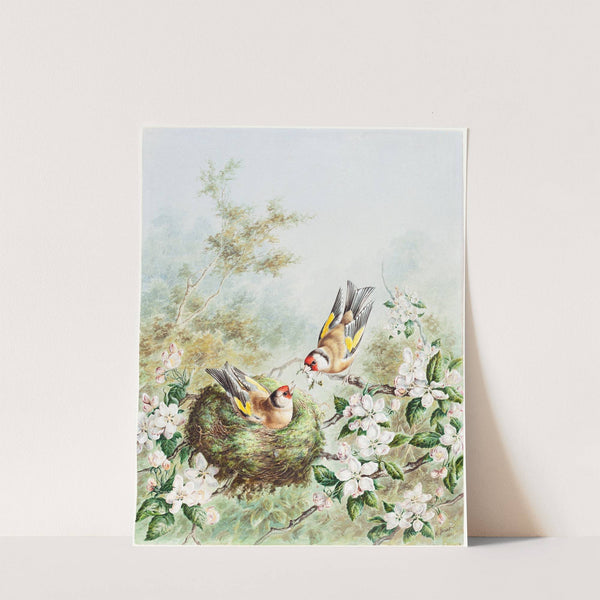 Gold Finches and Their Nest in an Apple Tree by Harry Bright