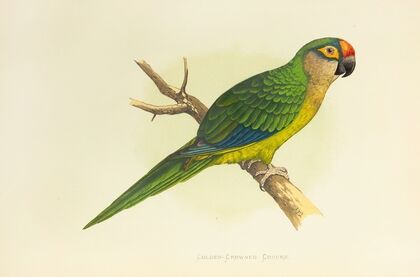 Golden-Crowned Conure, or Half-Moon Parrakeet (1884-1887) — size preview