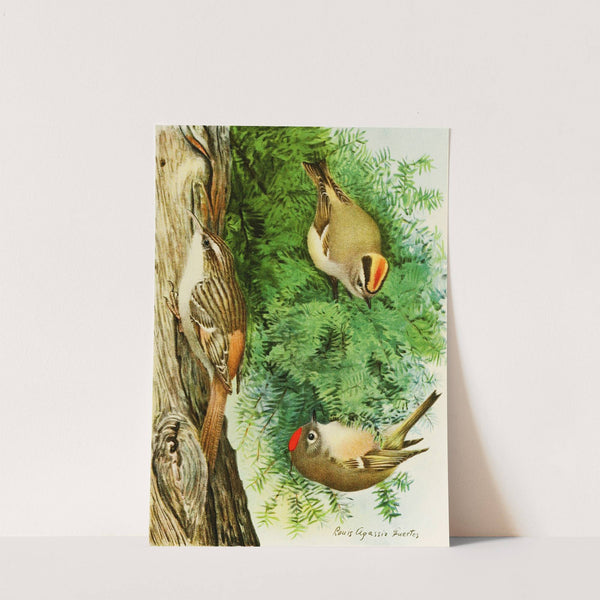 Golden-Crowned Kinglet, Ruby-Crowned Kinglet, Brown Creeper by Louis Agassiz Fuertes