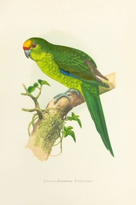 Golden-Crowned Parrakeet of New Zealand (1884-1887) — size preview
