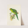 Golden-Crowned Parrakeet of New Zealand (1884-1887) by Alexander Francis Lydon