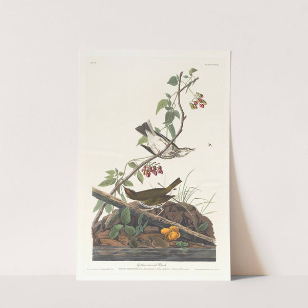 Golden-crowned thrush by John James Audubon