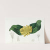 Golden Daubenya by Sydenham Edwards