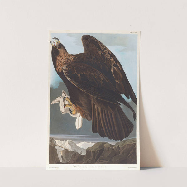 Golden eagle by John James Audubon