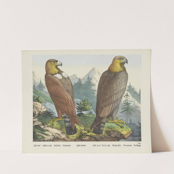 Golden eagle (1829-1880) by Joseph Scholz