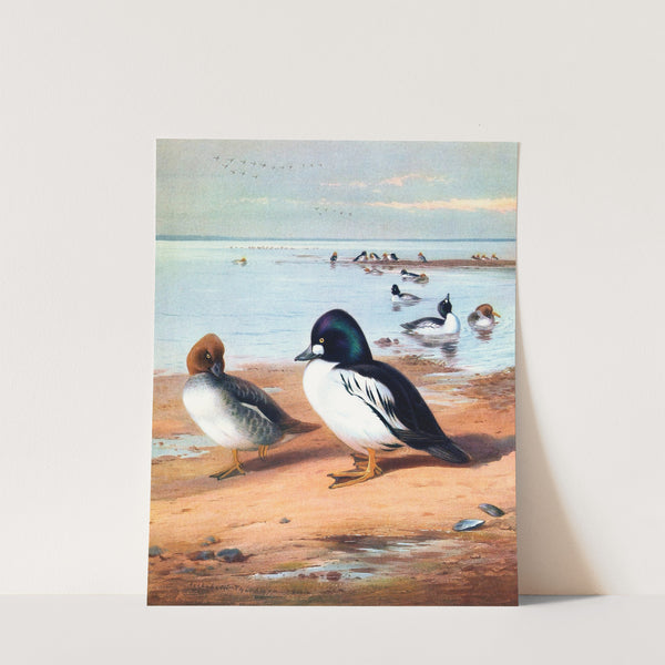 Golden-Eye (1913) by Archibald Thorburn