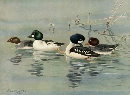 Golden-Eye, Barrow’s Golden-Eye (1922-1926)