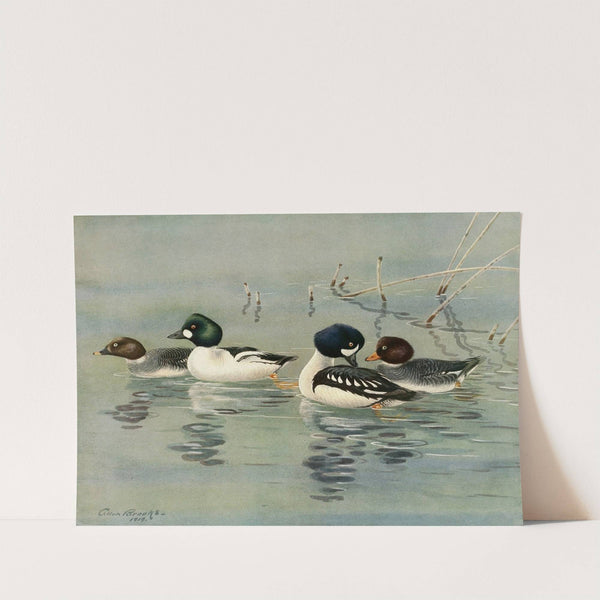 Golden-Eye, Barrow’s Golden-Eye (1922-1926) by Allan Brooks