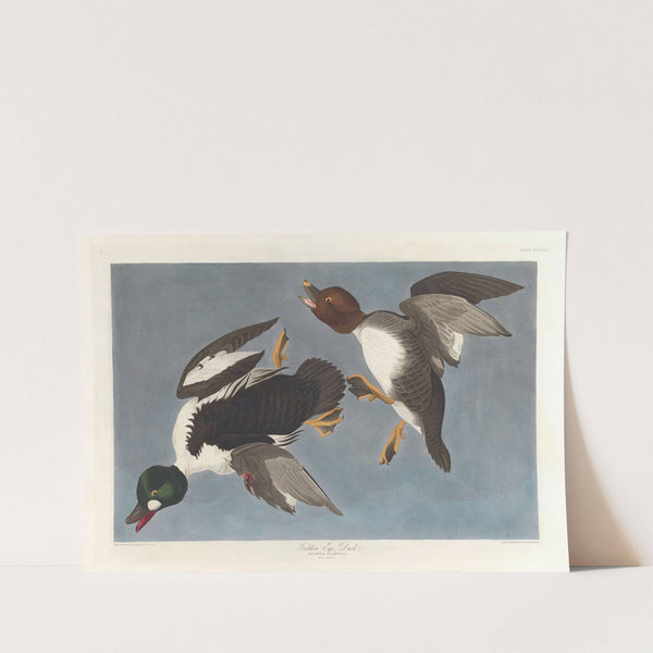 Golden-eye duck, Fuligula clangula by John James Audubon