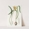 Golden Flame-lily by Sydenham Edwards