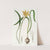 Golden Flame-lily by Sydenham Edwards