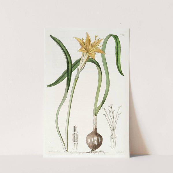 Golden Flame-lily by Sydenham Edwards