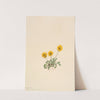 Golden Fleabane (Erigeron aureus) (1904) by Mary Vaux Walcott
