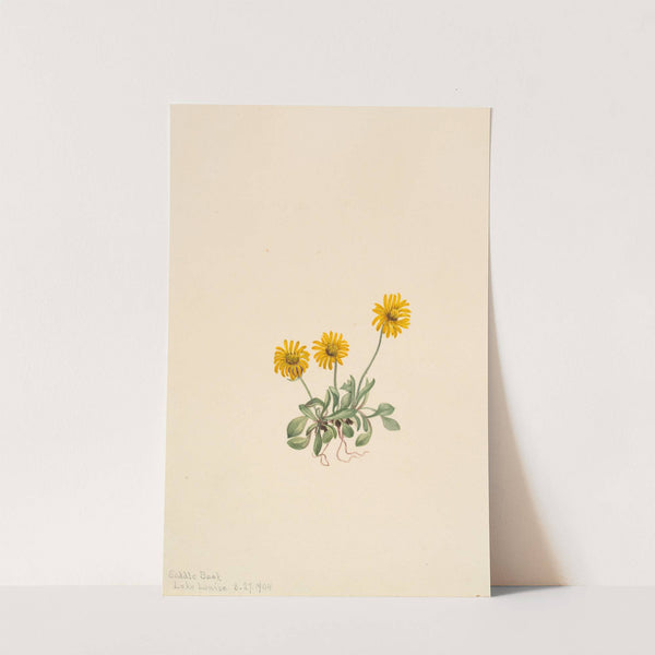 Golden Fleabane (Erigeron aureus) (1904) by Mary Vaux Walcott