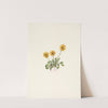 Golden Fleabane. Erigeron aureus (1925) by Mary Vaux Walcott