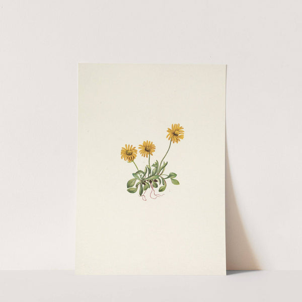 Golden Fleabane. Erigeron aureus (1925) by Mary Vaux Walcott