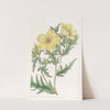 Golden-flowered Bartonia by Sydenham Edwards
