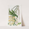 Golden-flowered Chysis (1815-1819) by Sydenham Edwards