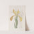 Golden Iris by Sydenham Edwards