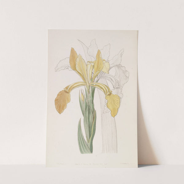 Golden Iris by Sydenham Edwards