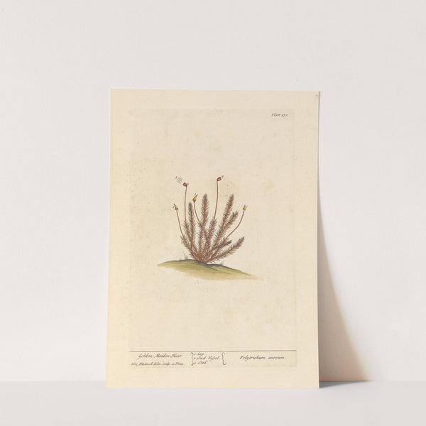 Golden maiden hair by Elizabeth Blackwell