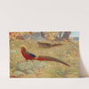 Golden Pheasant by Charles Robert Knight
