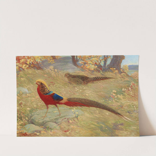 Golden Pheasant by Charles Robert Knight